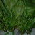 大叶菠菜15~20厘米