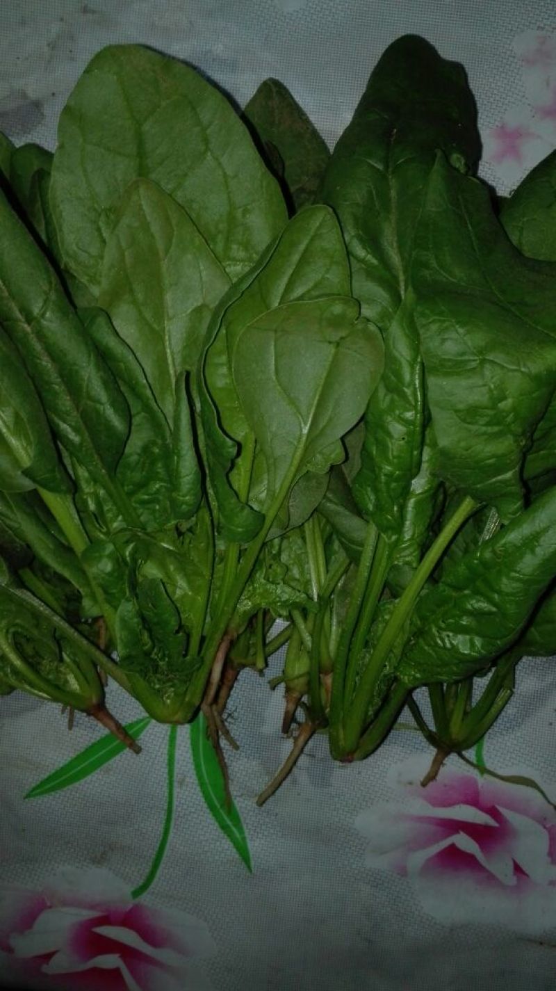 大叶菠菜15~20厘米