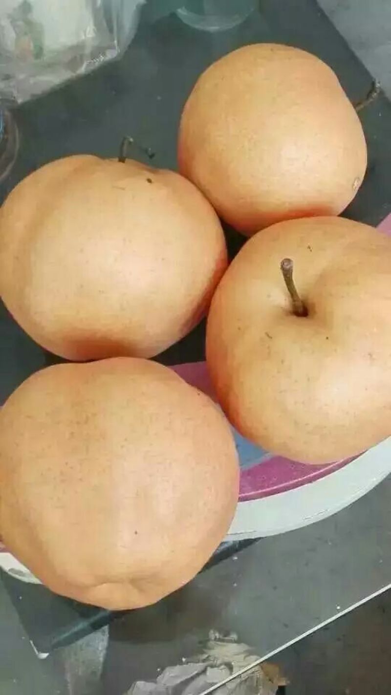 大黄梨