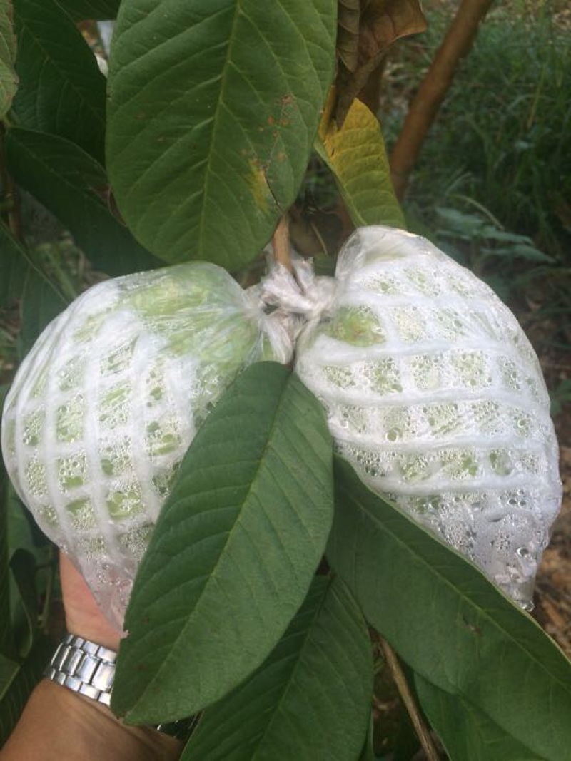 西瓜番石榴苗
