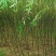 柳树种条2.5~3m