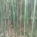 雷竹6~7m
