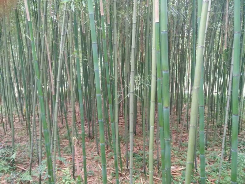 雷竹6~7m