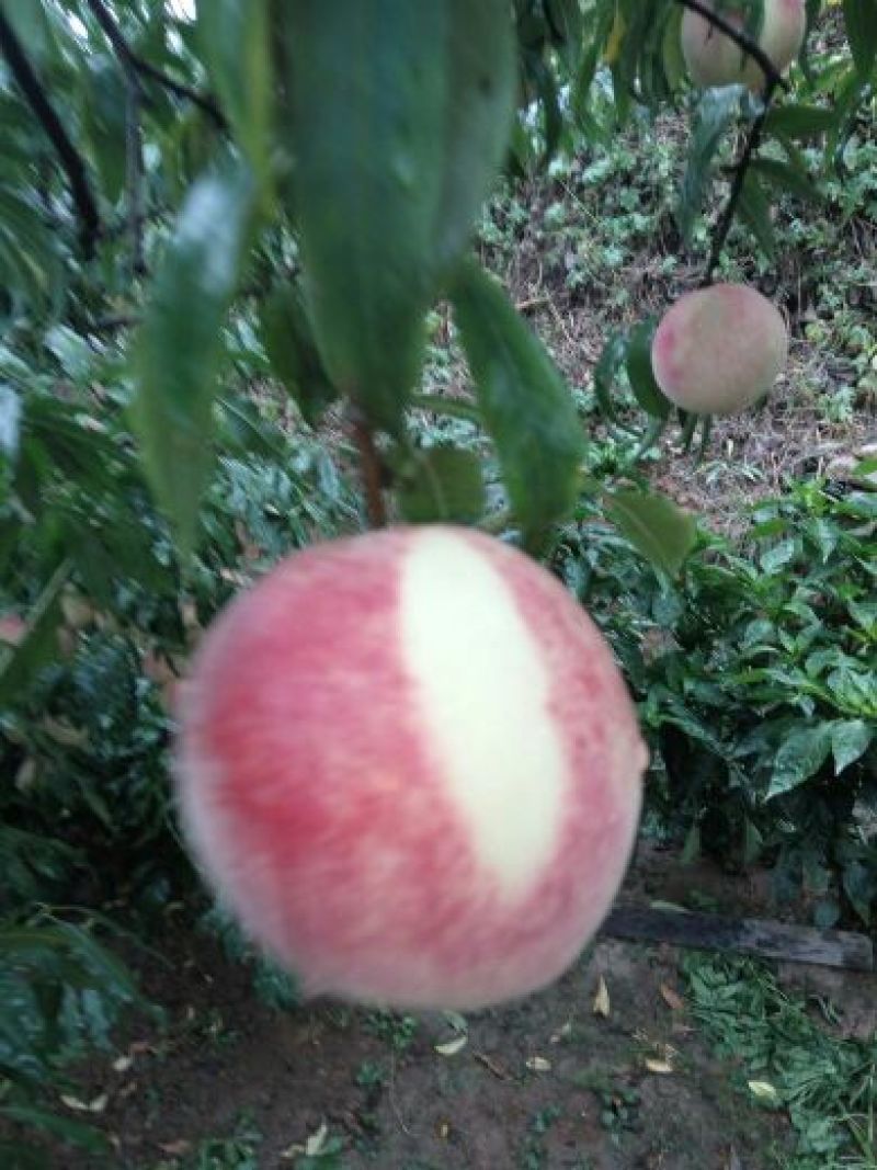 冬桃苗冬雪王桃沂蒙爽红金秋红蜜桃不烈果颜色好看