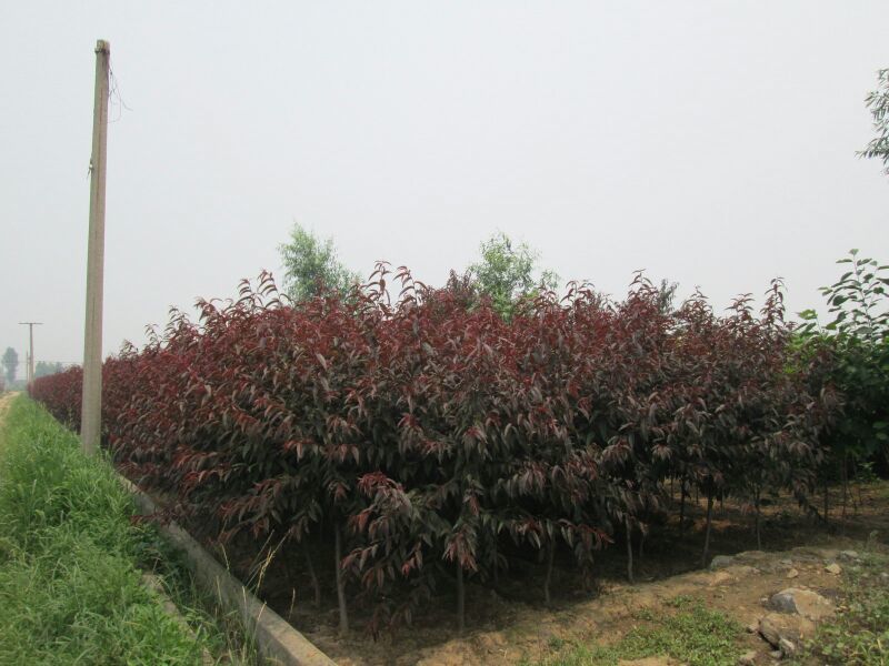 红叶碧桃菊花碧桃碧桃绿化用苗花灌木