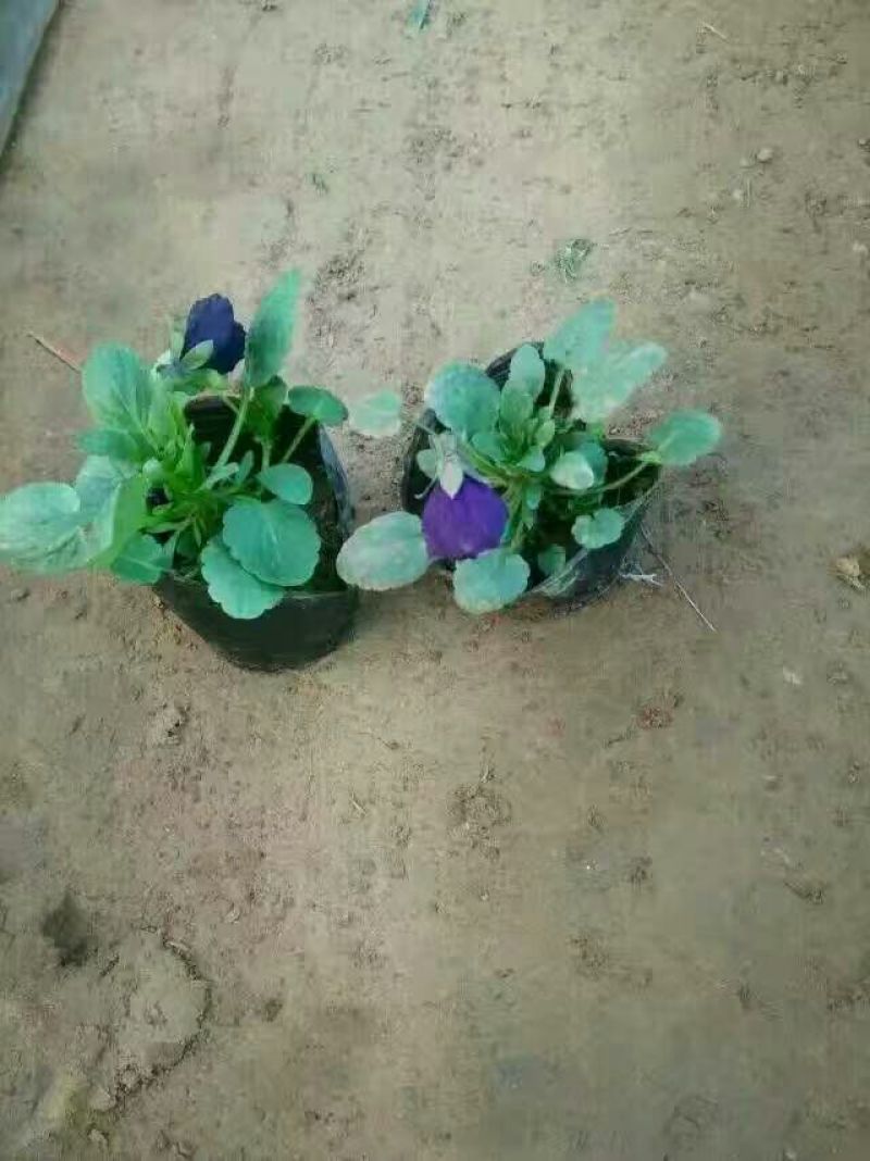 三色堇种苗山东三色堇种植基地三色堇盆栽苗三色堇盆苗