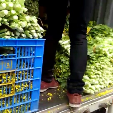 菜苔