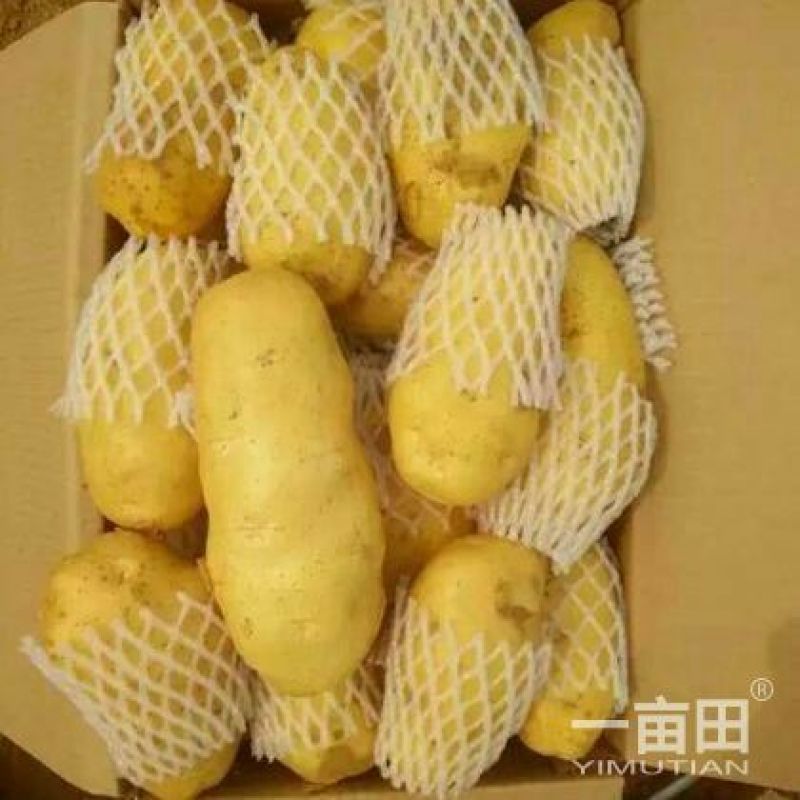 荷兰十五土豆2两以上