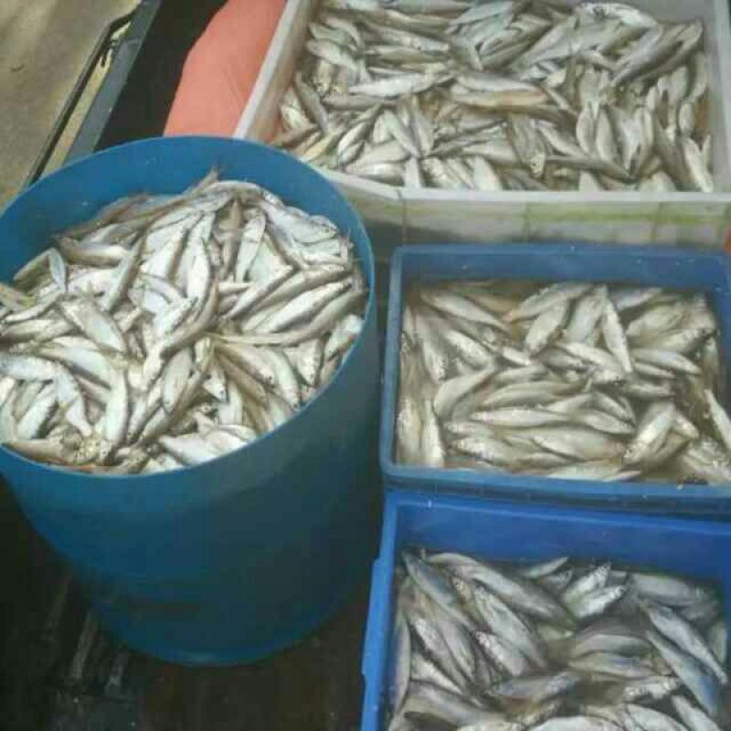 小白鱼