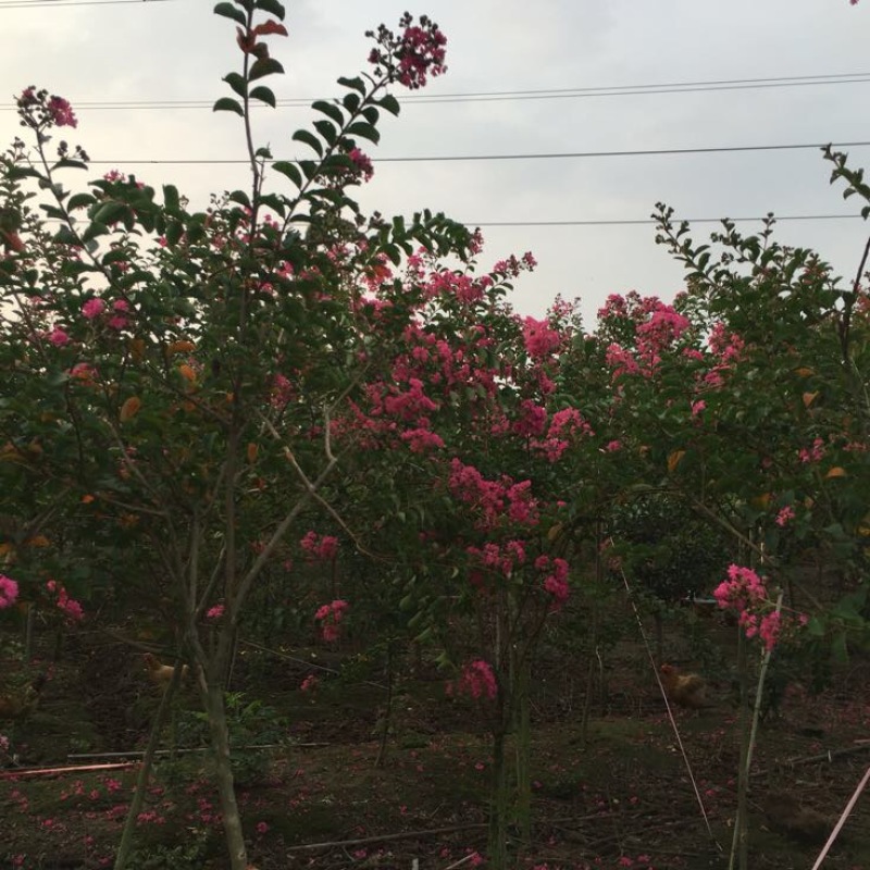红花紫薇