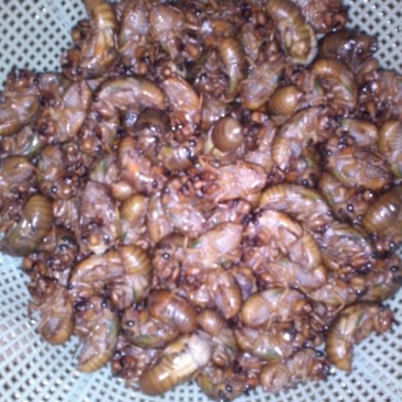 金蝉食用