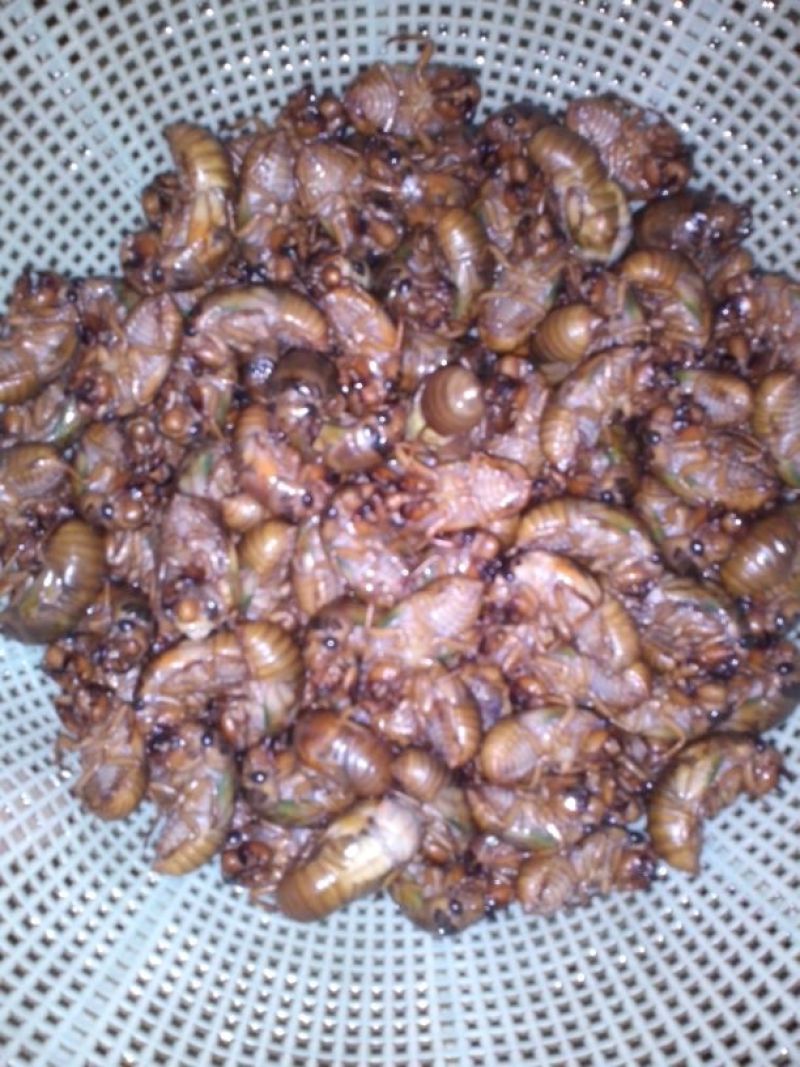 金蝉食用