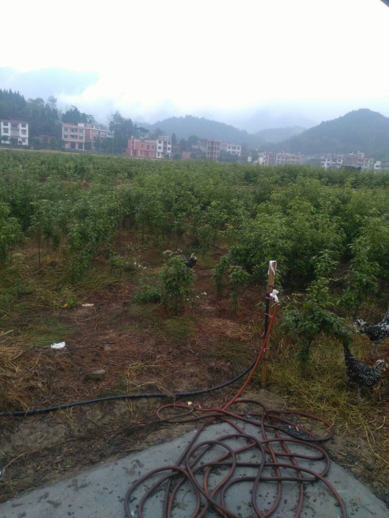 绿壳蛋鸡苗1斤以上