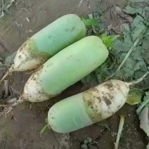 河靖坪青萝卜