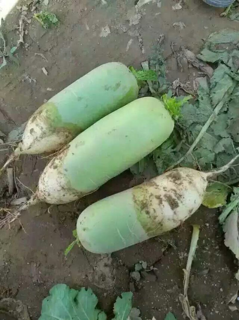 河靖坪青萝卜