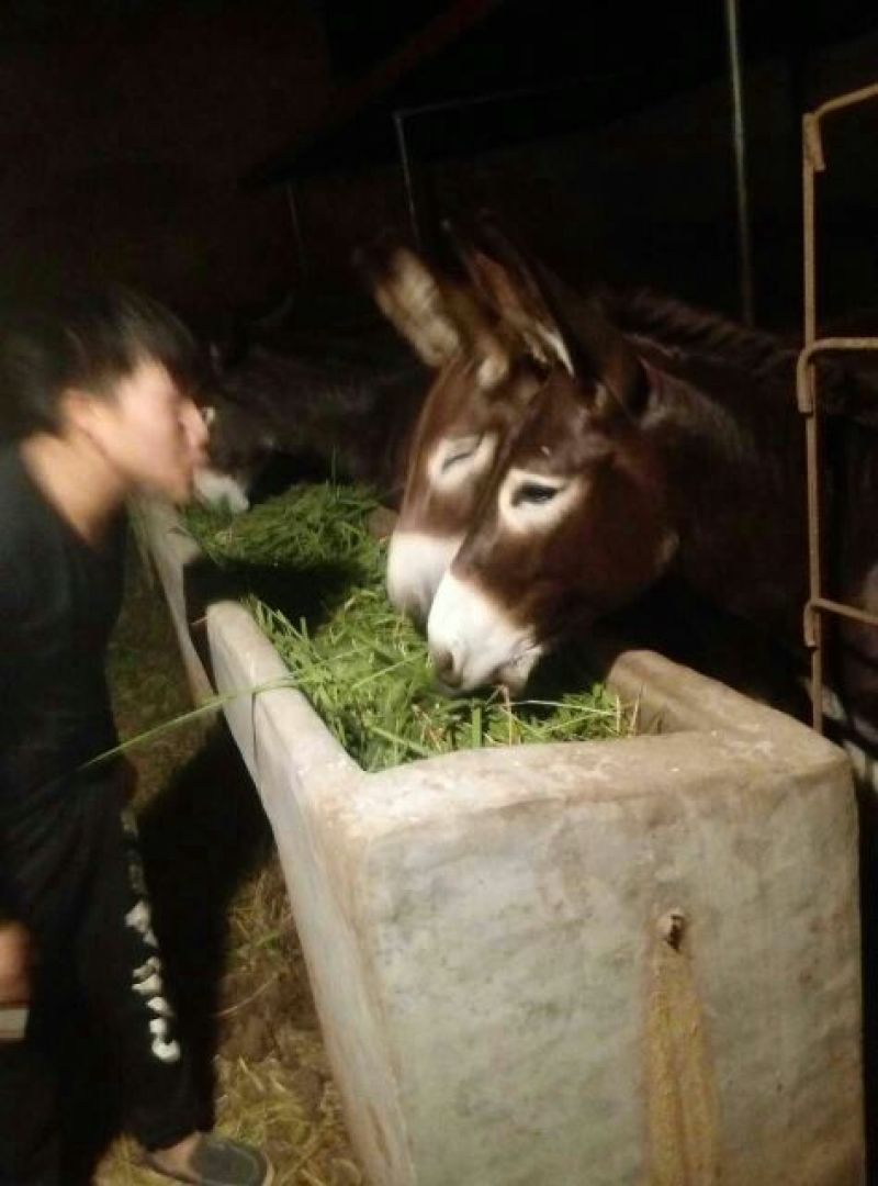 肉驴400~500斤
