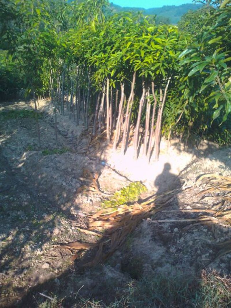 芒果苗米径4cm实生袋苗