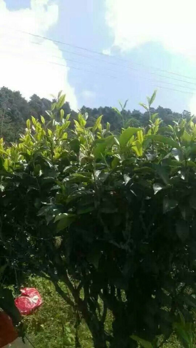 普洱绿茶
