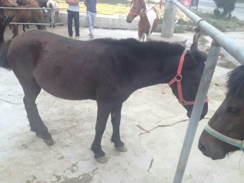 肉马