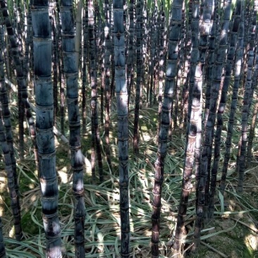 黑皮甘蔗2~2.5米4~5cm