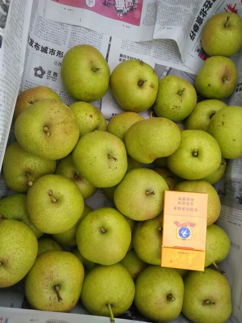 苹果梨500~550g纸箱