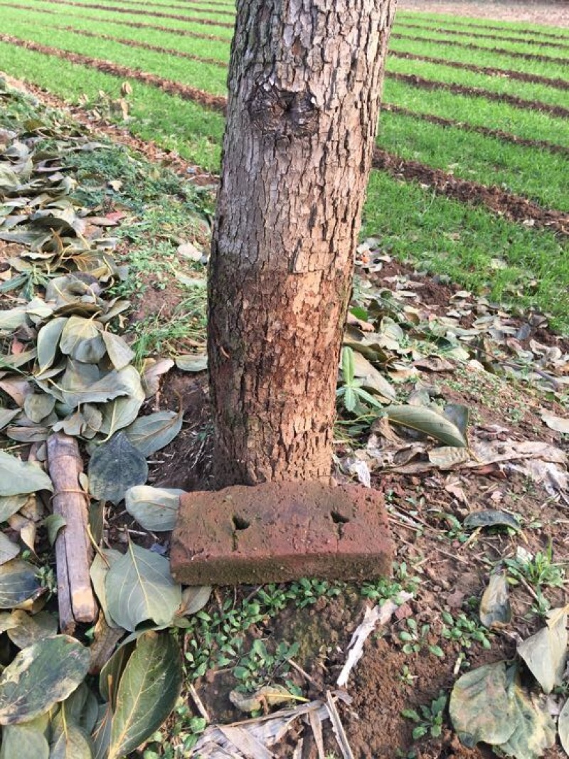 柿树