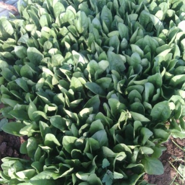 菠菜35~40厘米