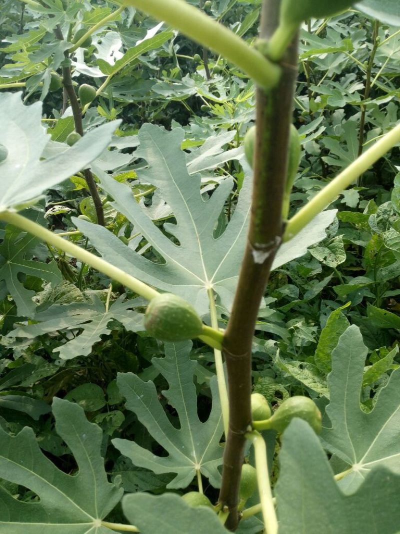 无花果树苗1~1.5m
