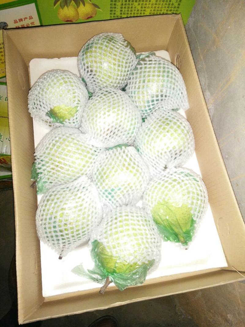 莱阳梨产地直发，质优价适，膜袋350~400g
