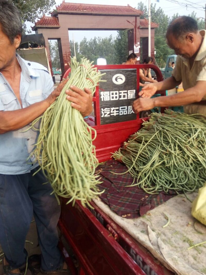 万亩优质大棚长豆角，可对接商超，批发，大量供应