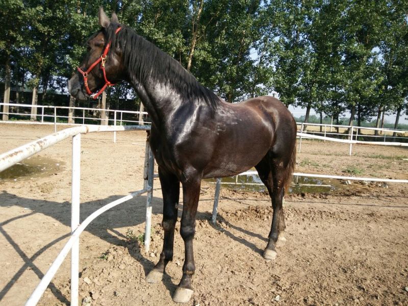 肉马300~400kg
