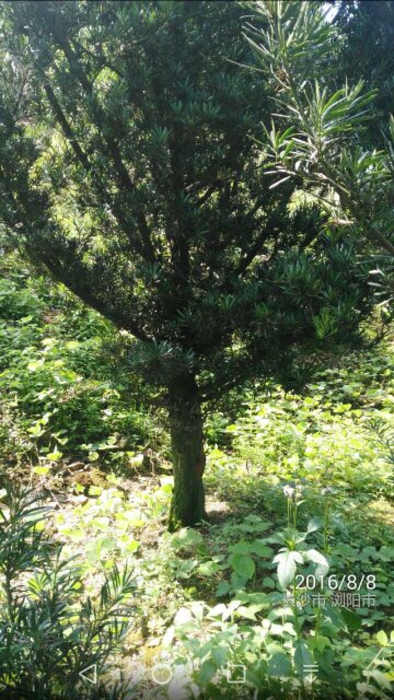 罗汉松10~12cm6~8cm3~3.5米