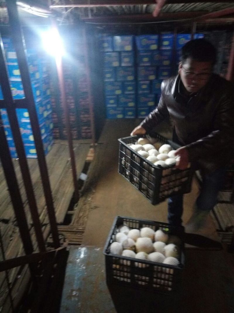 万荣酥梨，产地直供一手货源，可视频看货