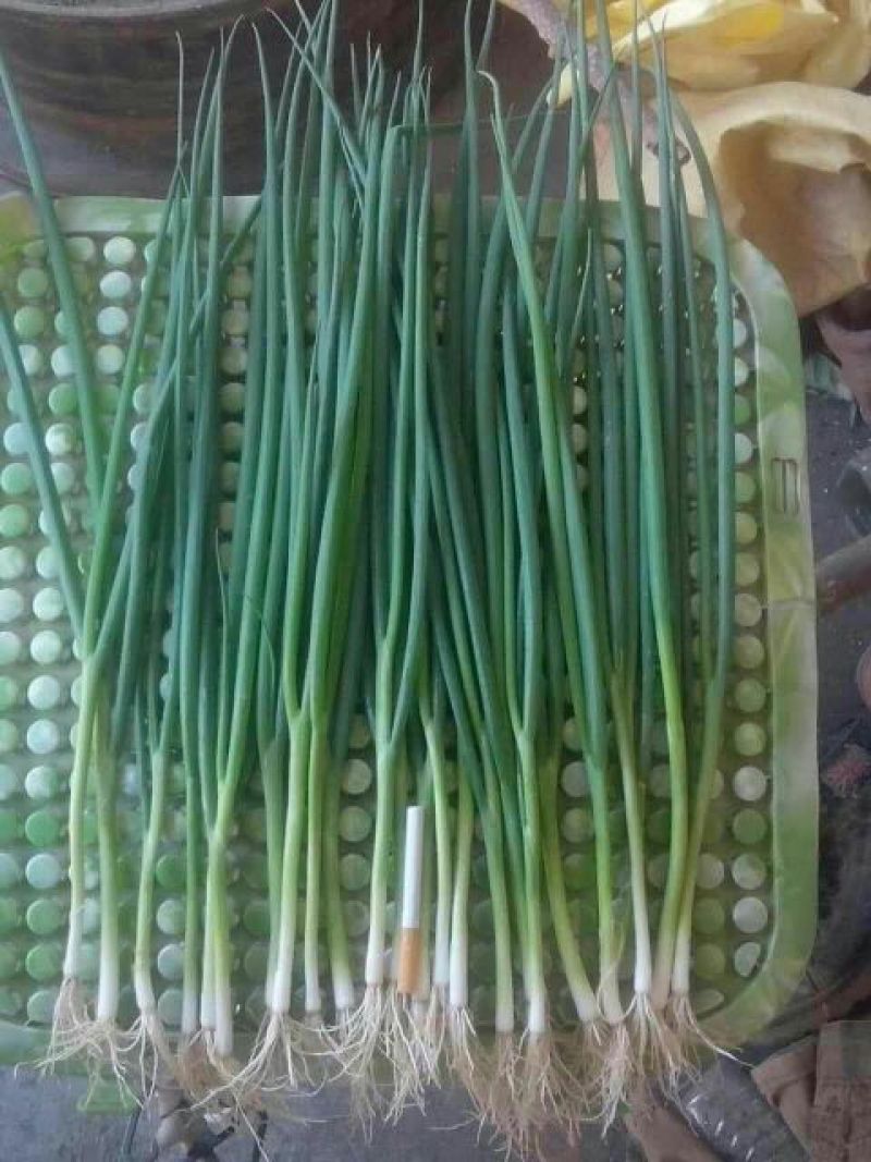 小葱40~45cm，四季葱，小黑刚葱，长年供应