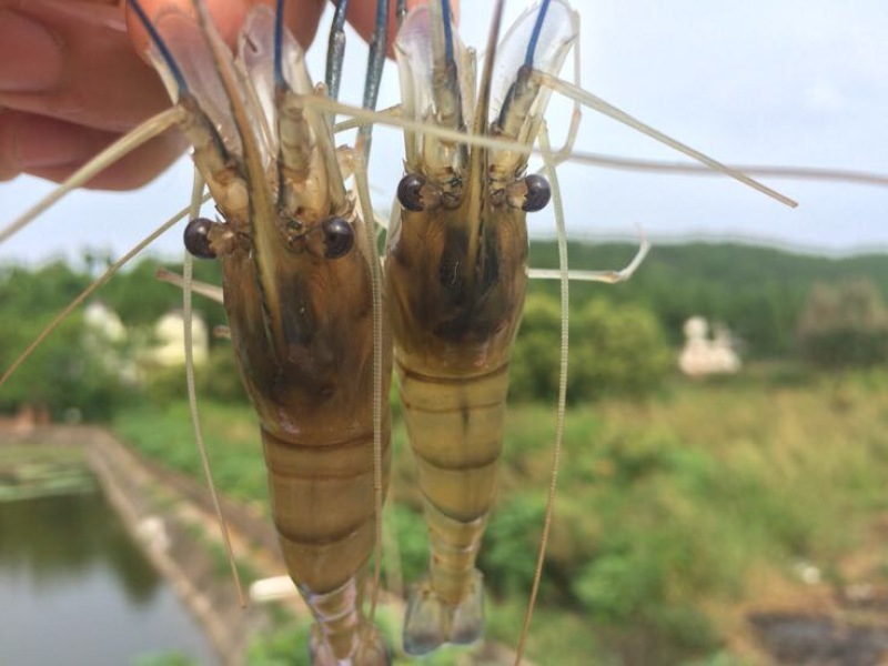 沼虾