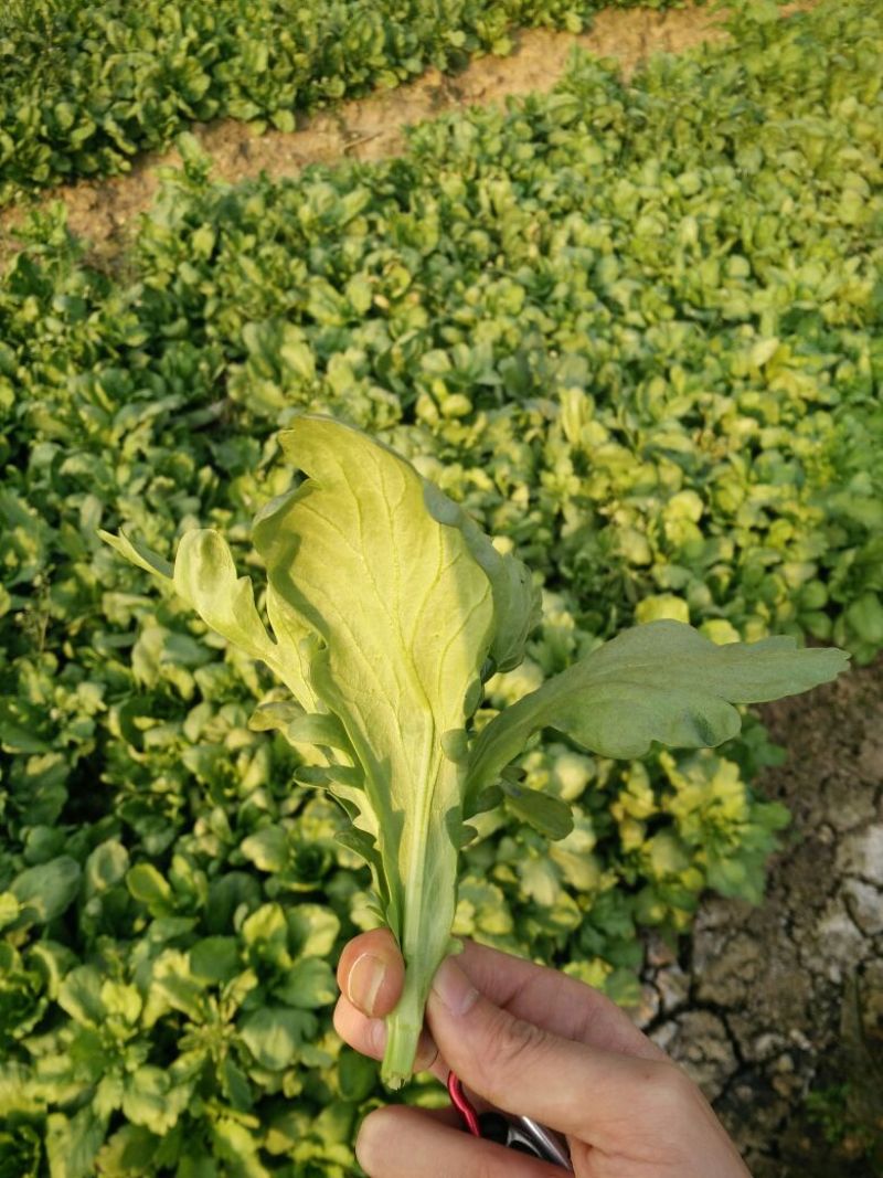 菊花菜5~10cm