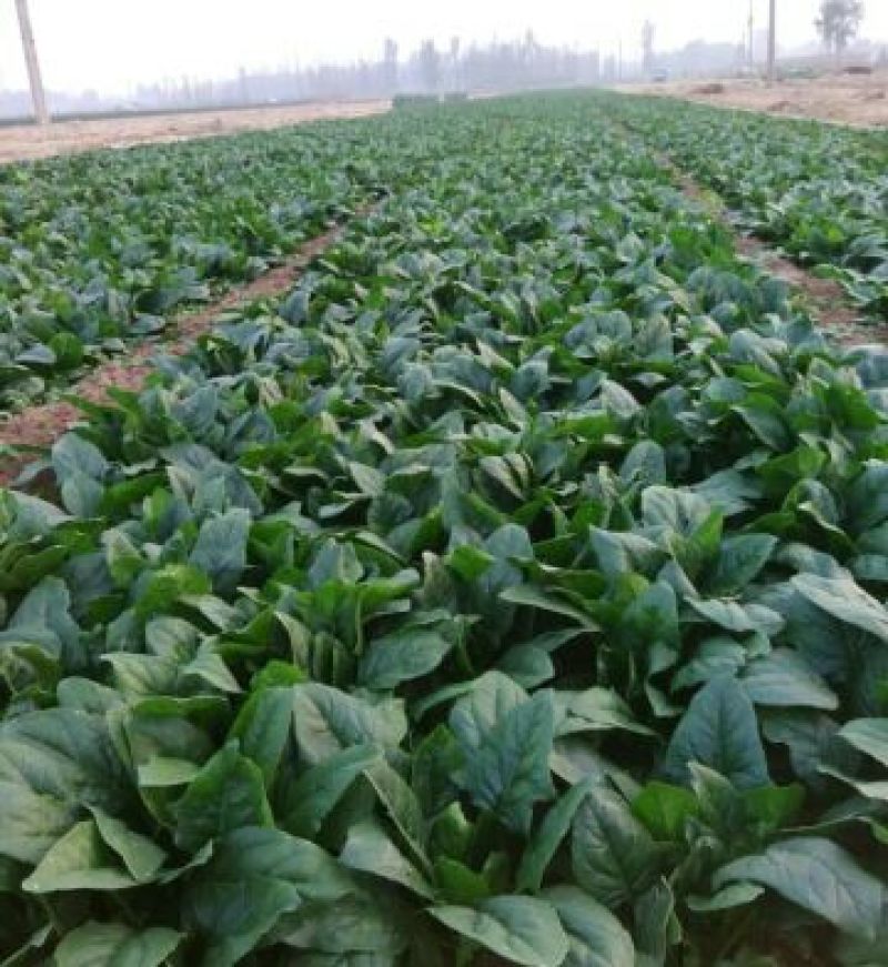 菠菜20~25厘米