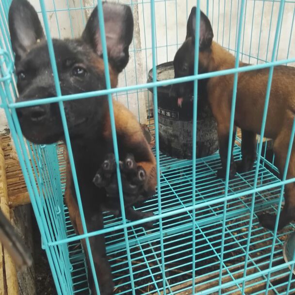 山东济宁市梁山县马犬 母批发_山东旺家犬舍供