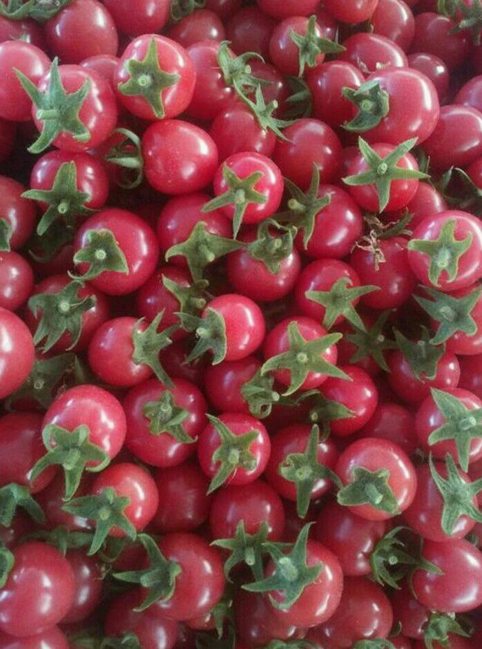 贝贝1号圣女果山东聊城莘县_批发_供应-一亩田