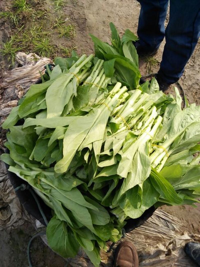 红菜苔15~20厘米