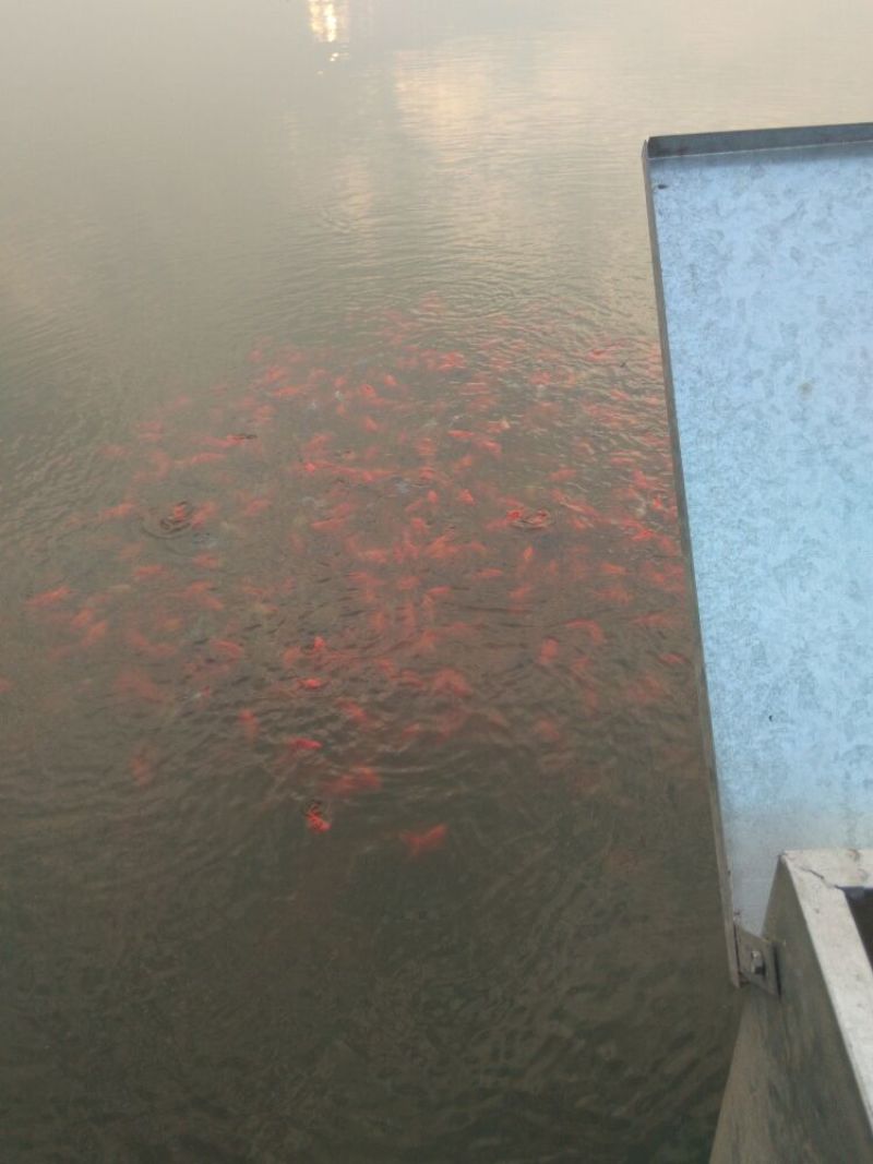 锦鲤