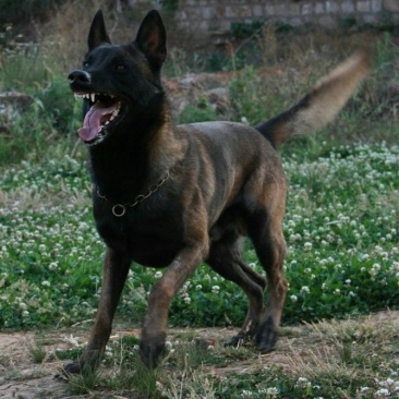 马犬公