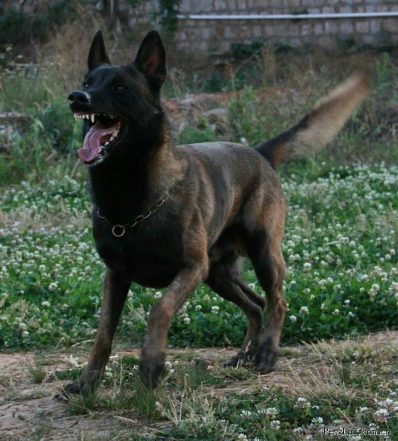 马犬公