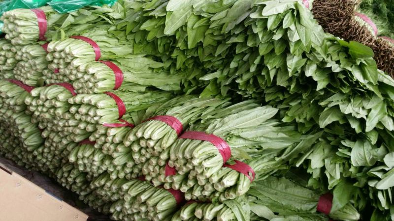 油麦菜20~25厘米以上