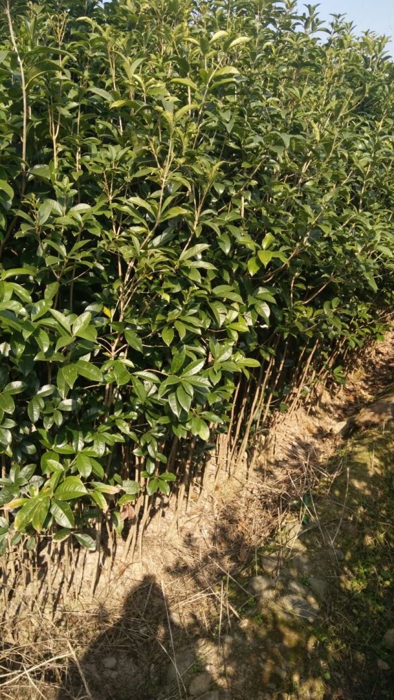 桂花苗120cm以上