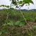 长果桑树苗140cm