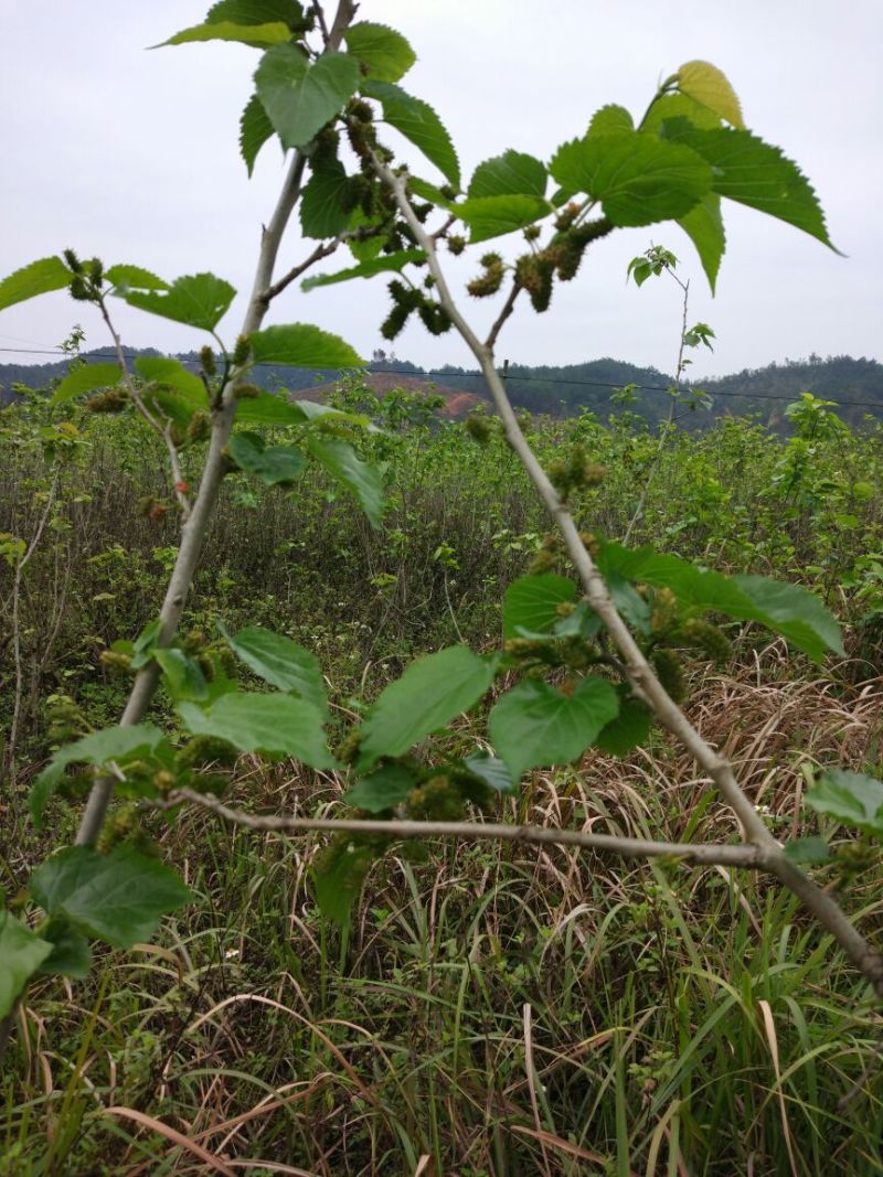 长果桑树苗140cm