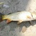 池鲤鱼食用1~2公斤