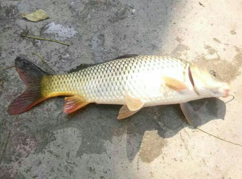 池鲤鱼食用1~2公斤