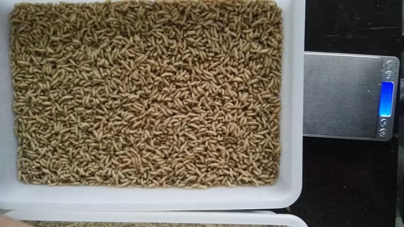 蝇蛆活蛆